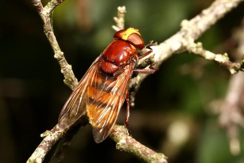 Volucella zonaria